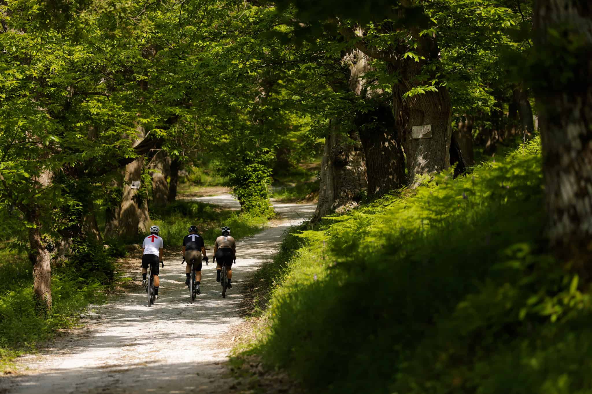 Three people cycling on bikes through a forest in Bologna with Ciclismoplus bike rental in Emilia Romagna 